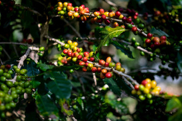 How does altitude affect the taste of coffee?