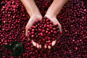 Countries that produce specialty coffee